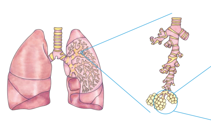 Illustrazione del tessuto polmonare