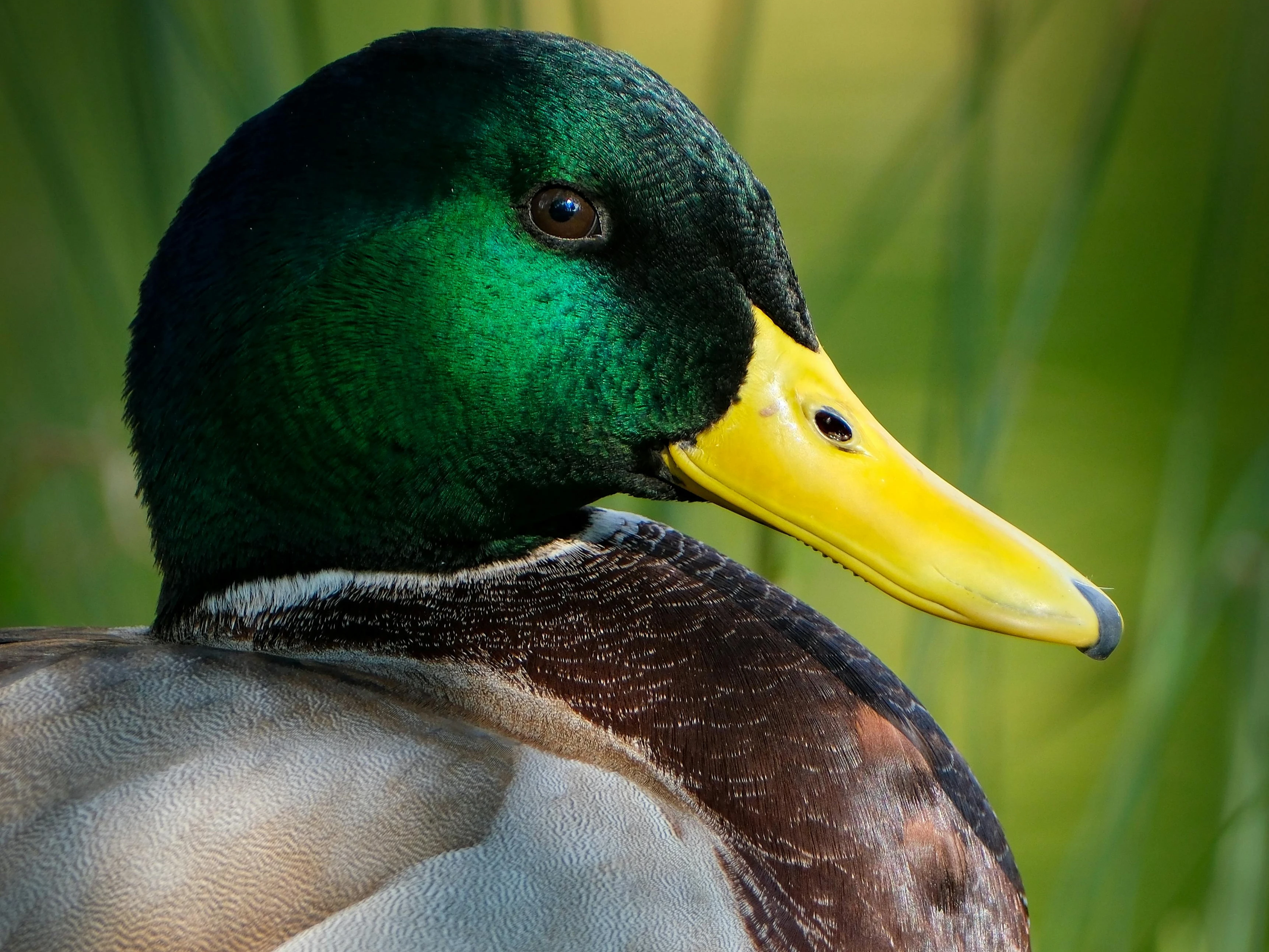 Ente