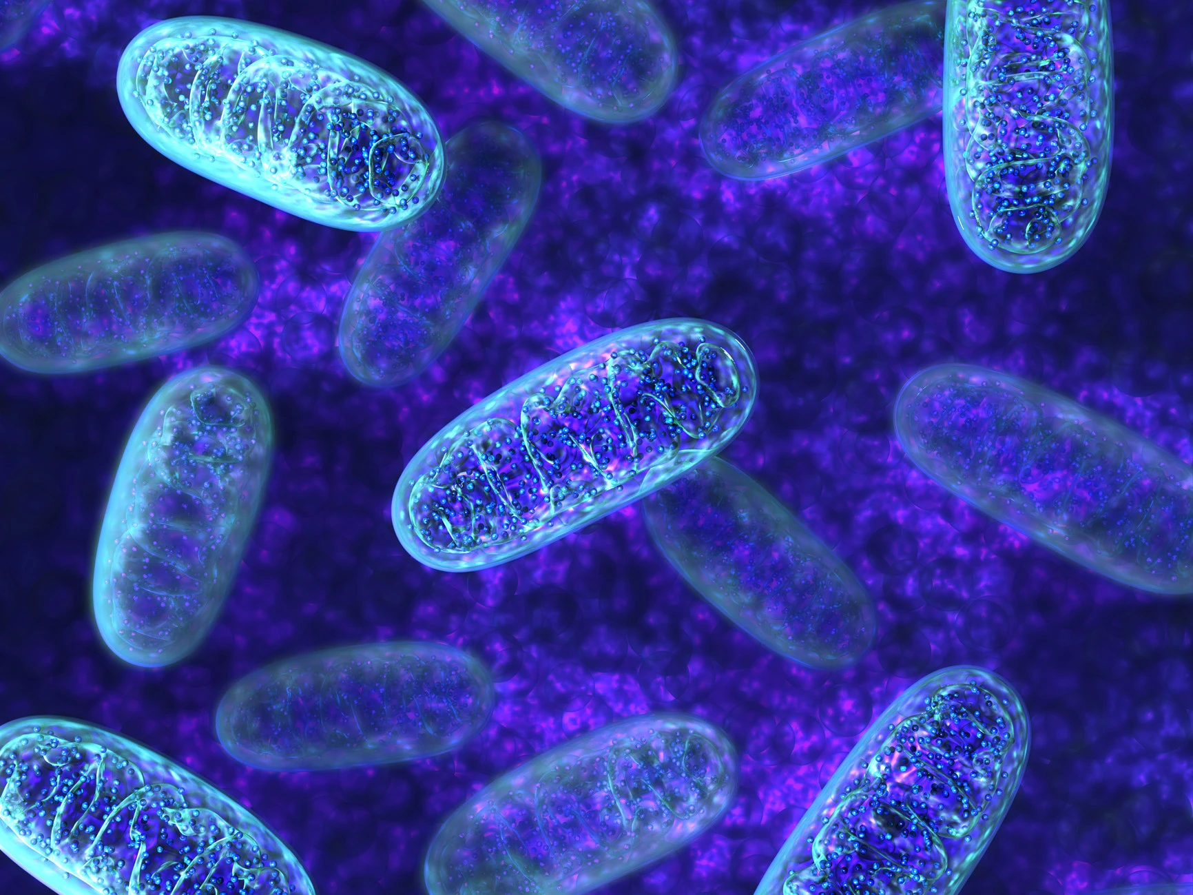 Mitochondrien
