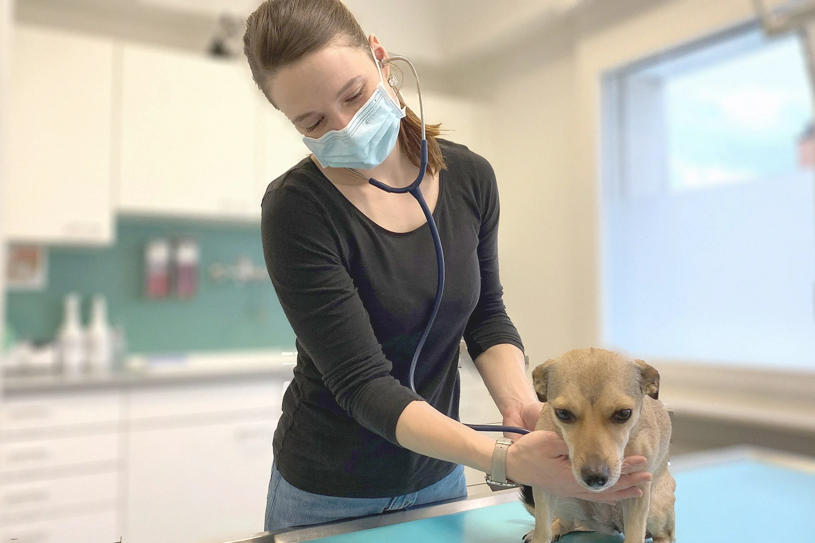 Hundbehandlung Hundbehandlung