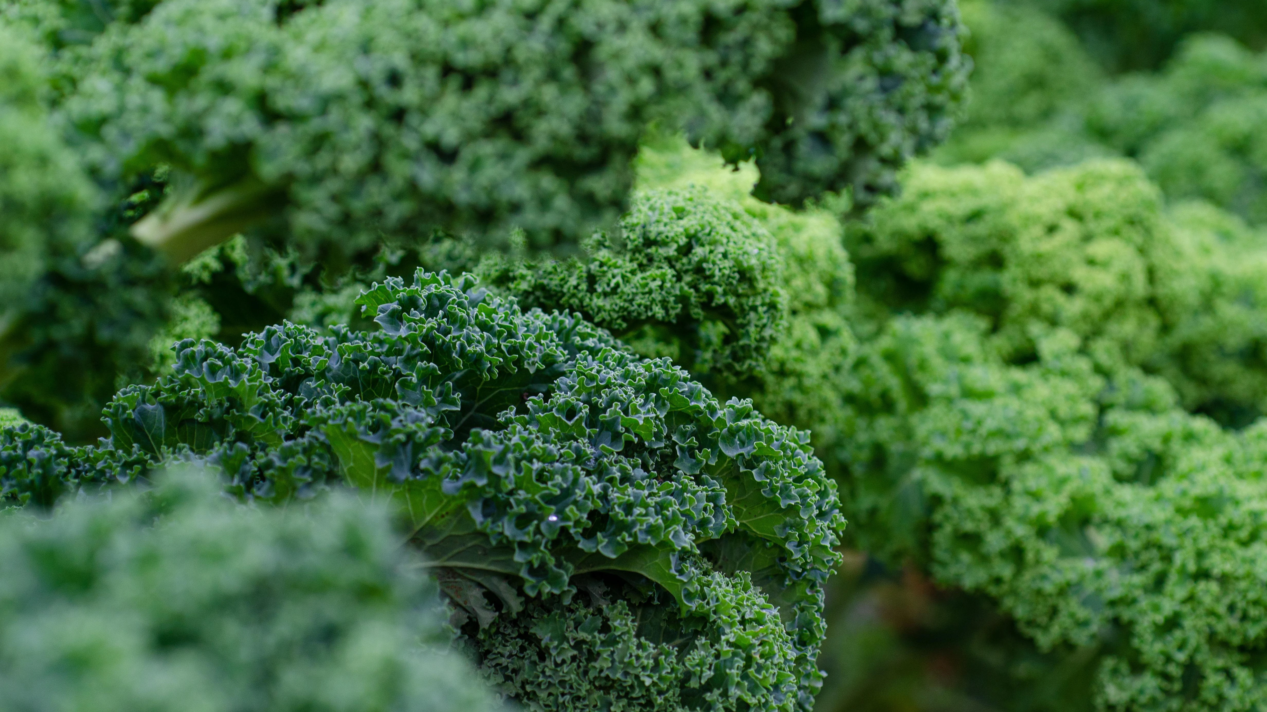 Superfood Federkohl