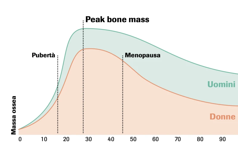 Peak bone mass IT Grafico con due curve: massa ossea negli uomini e nelle donne nel corso del tempo