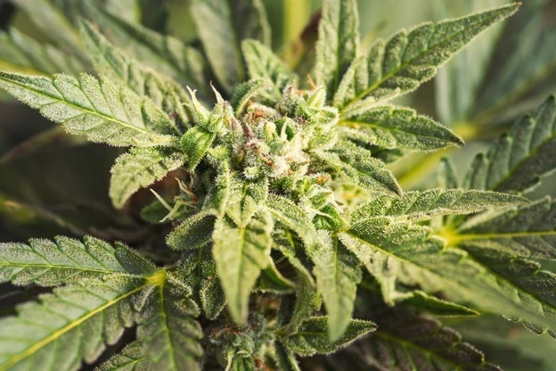 pianta di cannabis pianta di cannabis
