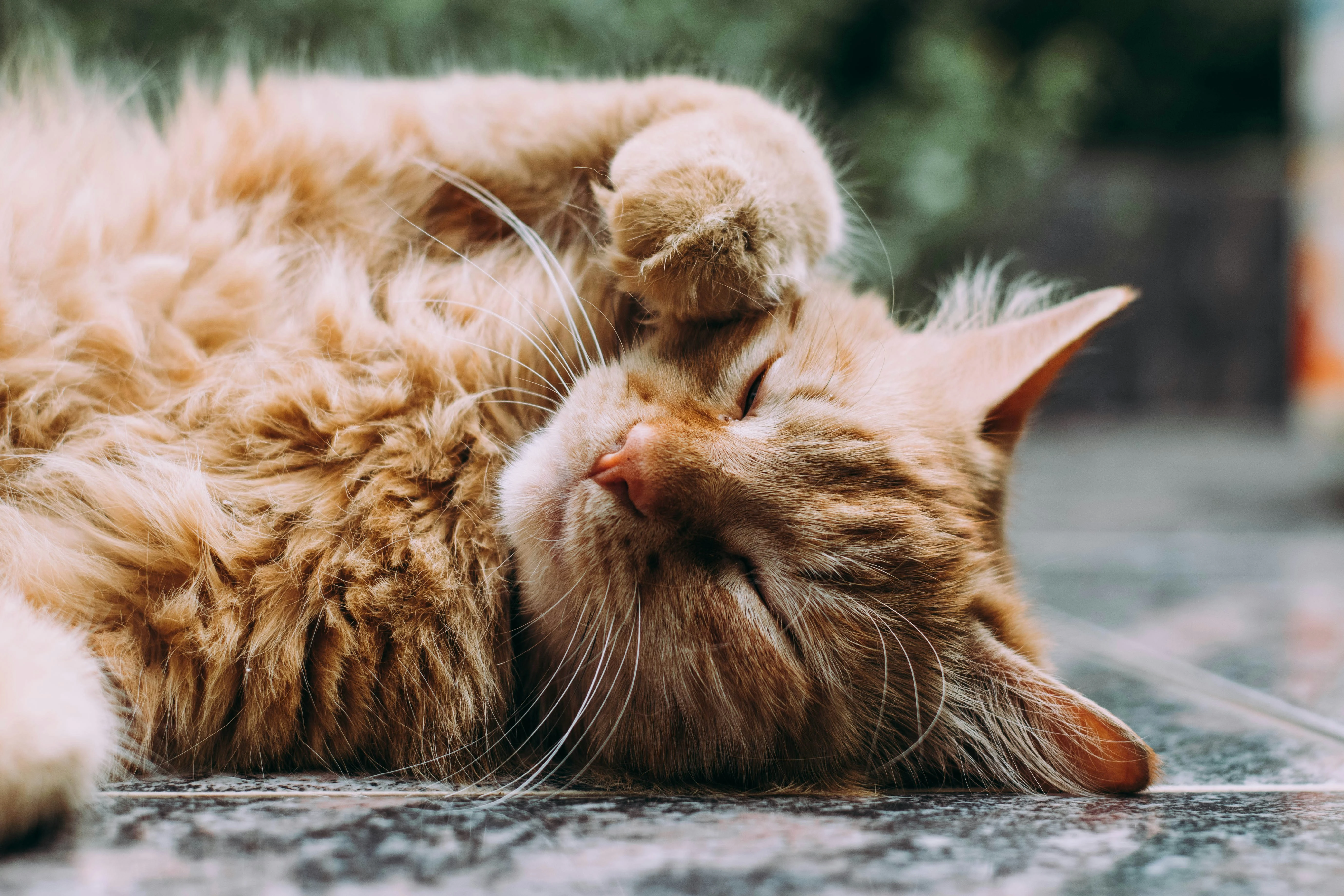 Arthrose bei Katzen