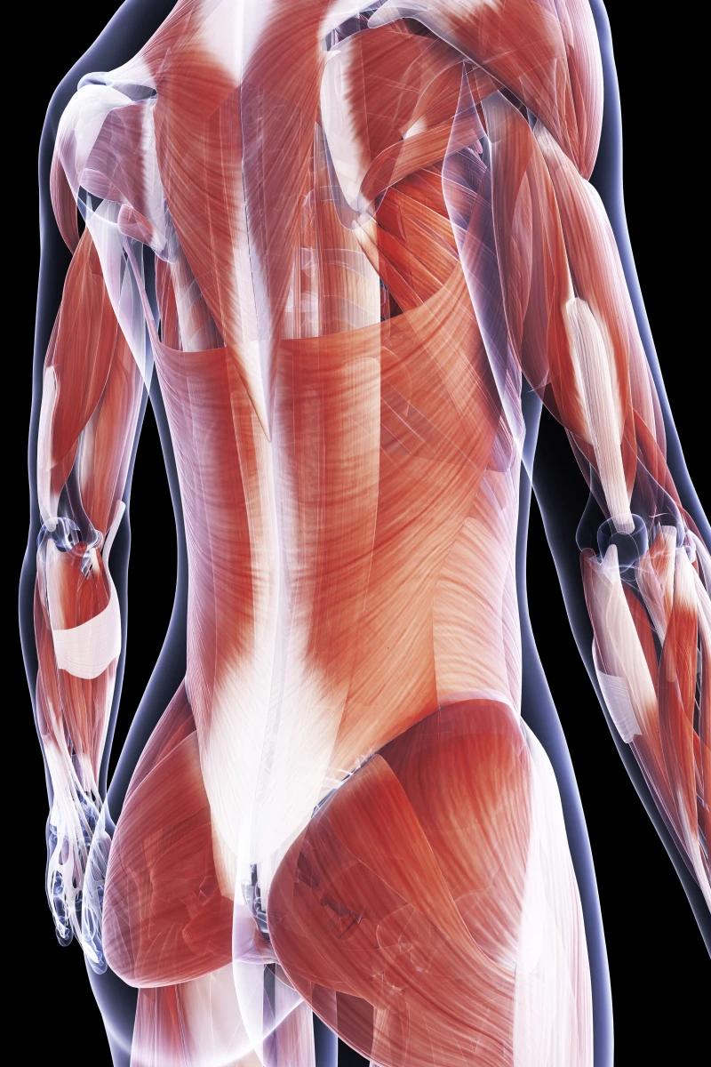 Muscoli della schiena - © iStock Illustrazione dei muscoli della schiena