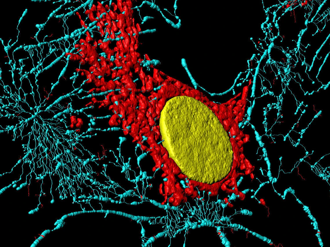 Fibroblastzelle in mikroskopischer Vergrösserung