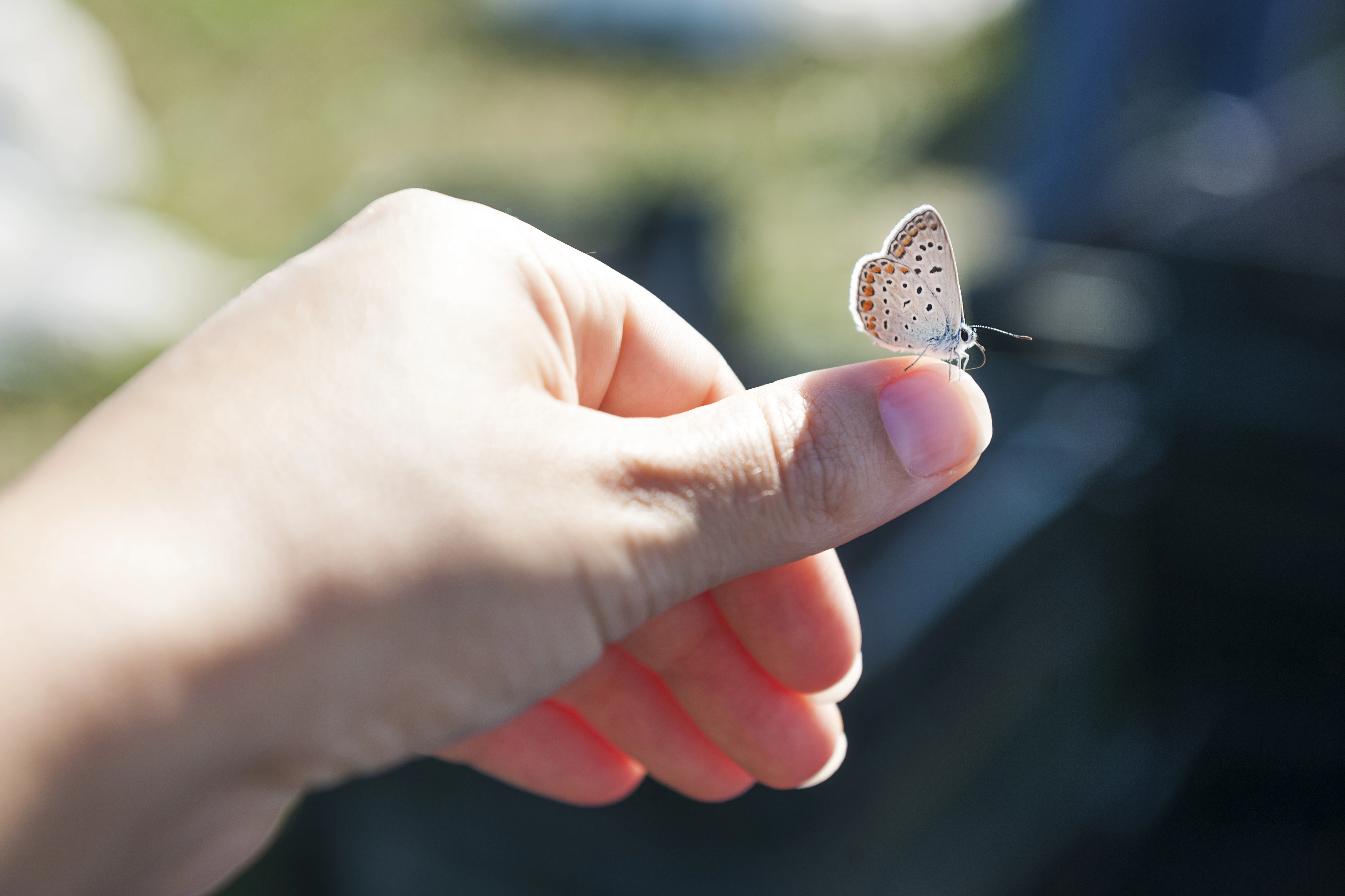 Schmetterling auf Hand