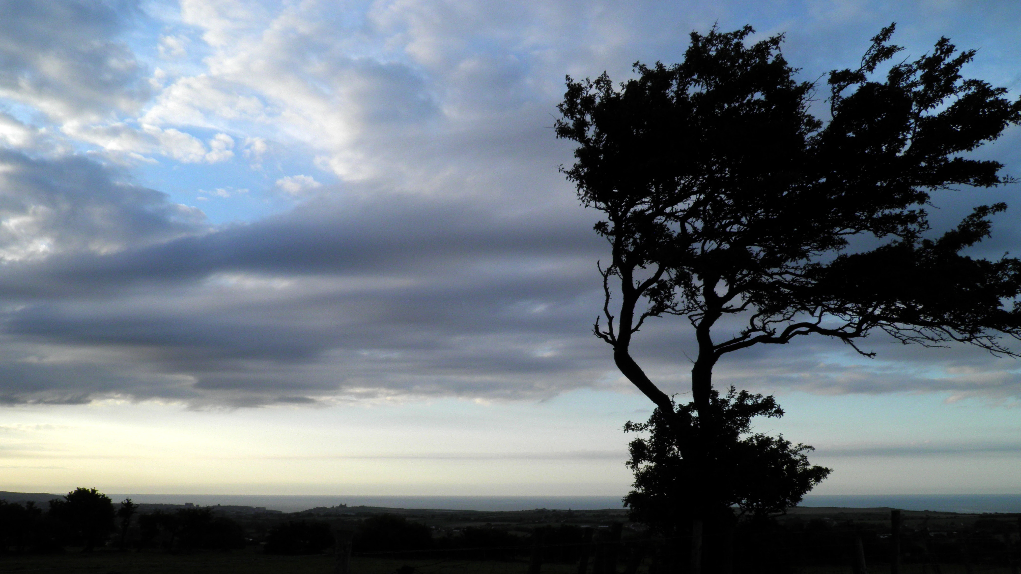 Resilienz und Rheuma Baum im Wind