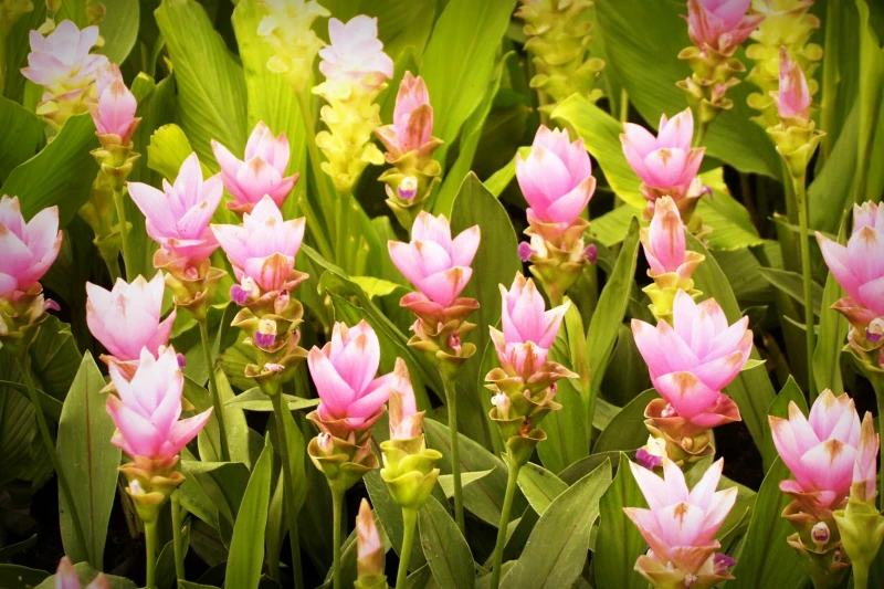 Prato di curcuma in fiore